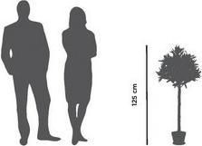 Actual product image Paperflow Olive tree (125 cm)