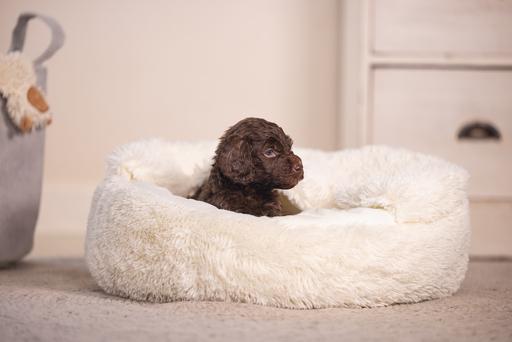 Actual product image Beeztees Puppy bed Kiki (Dog)