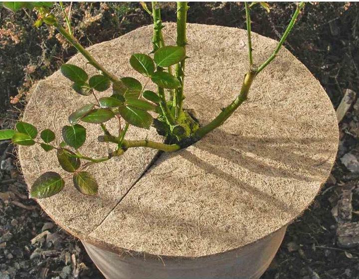 Actual product image Siena Garden Garden construction film