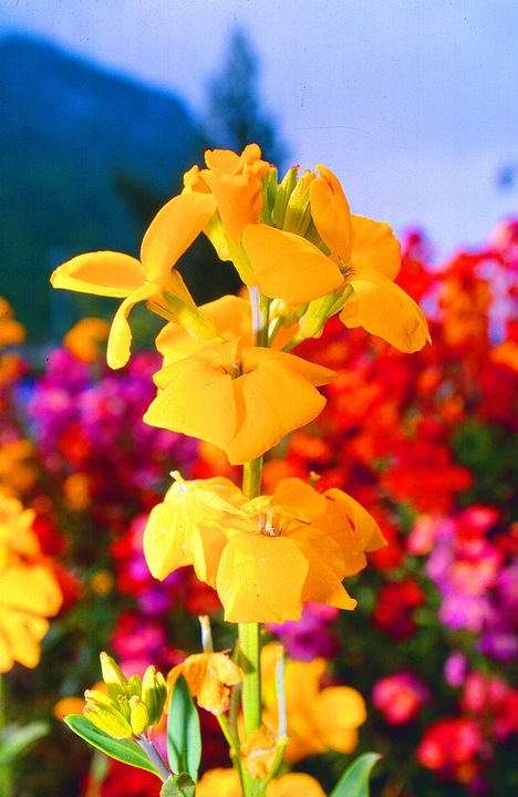 Produktbild Zollinger Bio Goldlack, Gemischt (zwei- bis mehrjährig) (Blumenzwiebel)