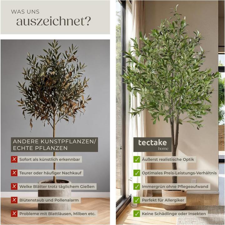 Actual product image tectake Olivenbaum Oleand (180 cm)
