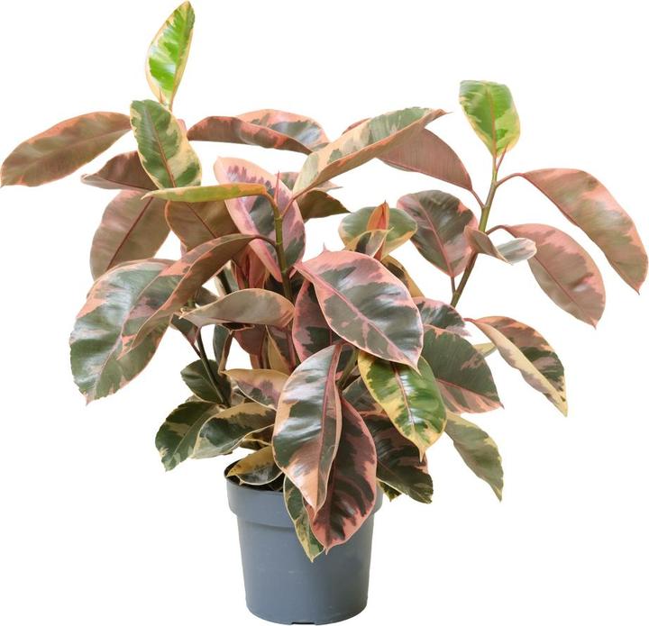 Actual product image VEG and the City Malo (Pink Rubber Tree - Ficus elastica Belize) (90 cm)