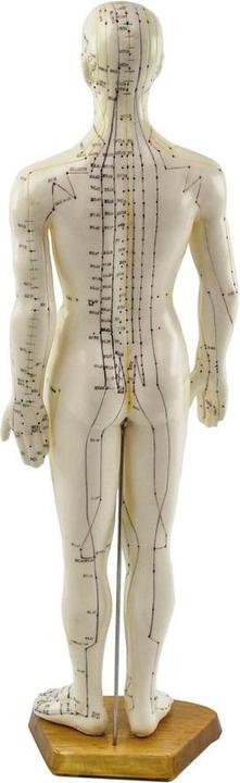 Immagine prodotto HeineScientific Modello di agopuntura