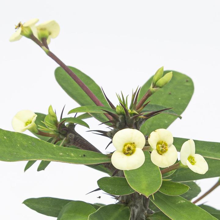 Immagine prodotto Kakteen Gautschi Euphorbia milii Set (25 cm)