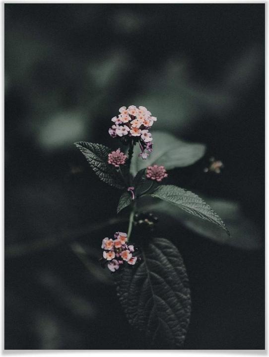 Immagine prodotto Trenddeko Set incl. cornice per foto fiori rosa (set di 2) (30 x 40 cm)