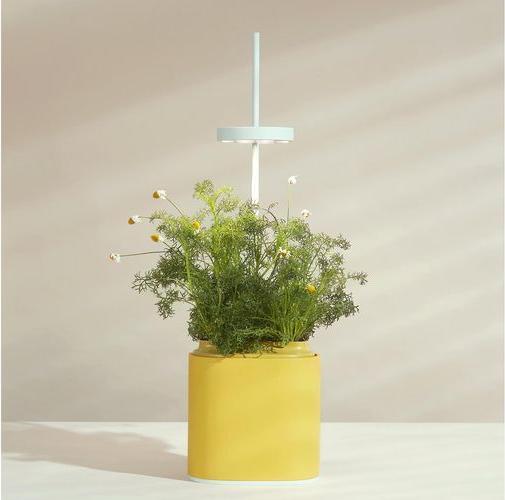 Actual product image Prêt à Pousser Herb Pot Nano, Mimosa Yellow (13.50 cm)