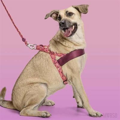Actual product image MORSO Norwegian Hondentuig Gerecycled Pink Think Roze (Dog, Dog sport)
