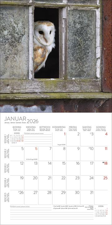 Produktbild Eulen 2026 (30 x 30 cm)