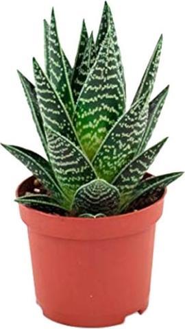 after sun lotion mit aloe vera Leader Aloe After Sun Lotion 16 oz main image 1