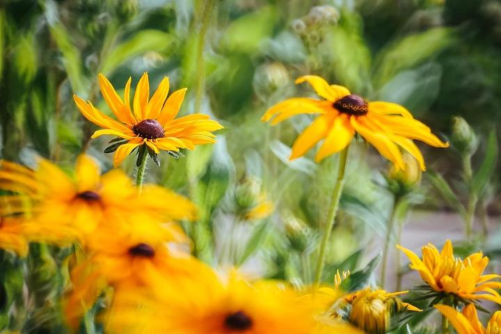 Immagine prodotto Samyang 300mm F6.3 DSLR Olympus FT (Olympus, APS-C / DX)