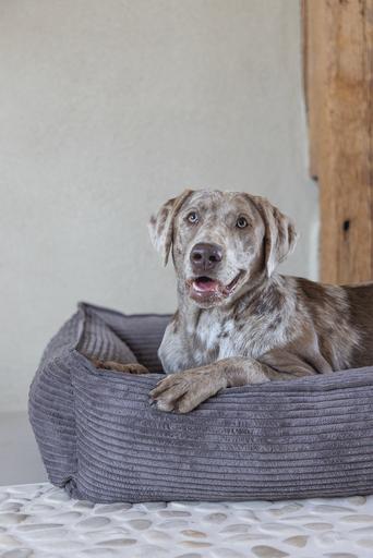 Image du produit Designed by Lotte Ribbed (Chien)