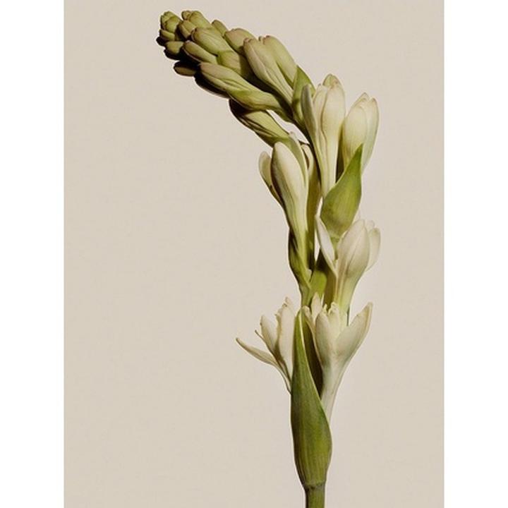 Actual product image Elizabeth & James Nirvana Bourbon by Elizabeth and James Eau de Parfum Spray 50 ml (Eau de parfum, 50 ml)