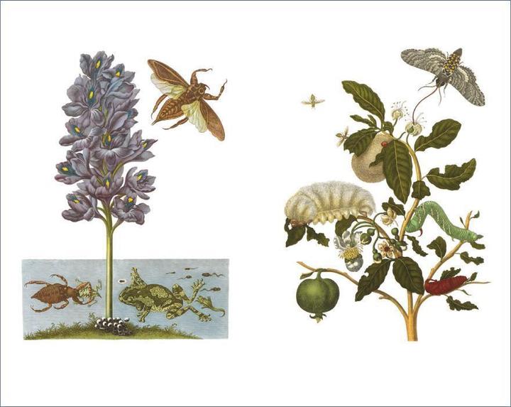 Produktbild Das Insektenbuch (Deutsch, Helmut Deckert, Maria Sibylla Merian, 2015)