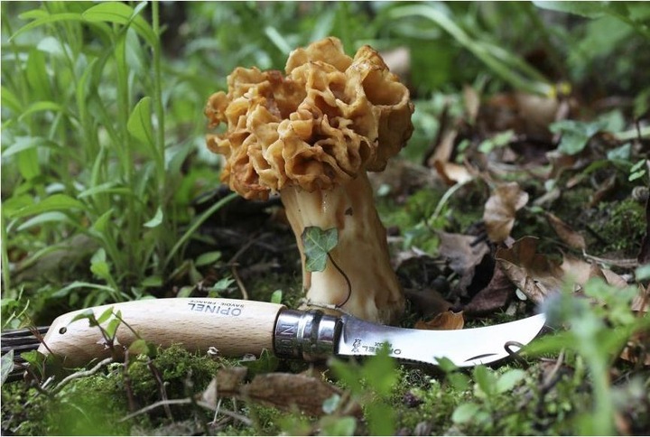 Actual product image Opinel Mushroom Knife (8 cm)