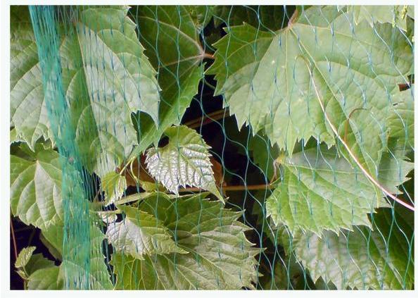 Actual product image MGA Bird protection net, plant protection net in various sizes. Pond protection net, pond net (4x20