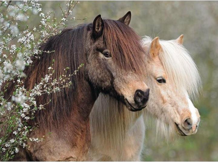 Image du produit Ravensburger Casse-tête Beaux Chevaux XXL (150 pièces)