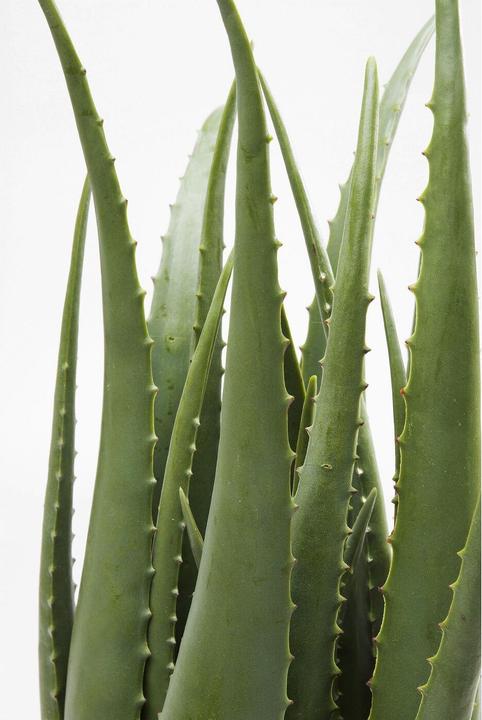 Produktbild Kare Design Aloe (69 cm)