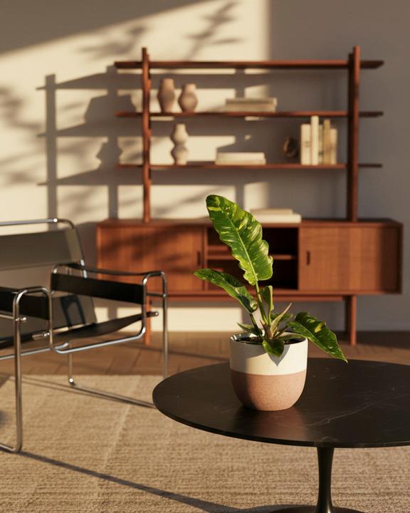 Produktbild feey Schweizer Philodendron 'Ring of Fire' • (35 cm)