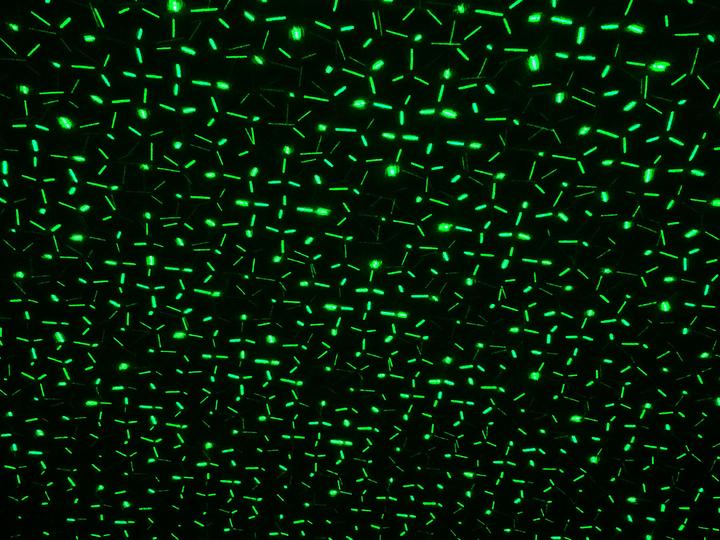Produktbild Näve Laser-Aussenerdspiess mit Projektor (IP44)
