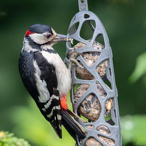 Actual product image Fauna Sam