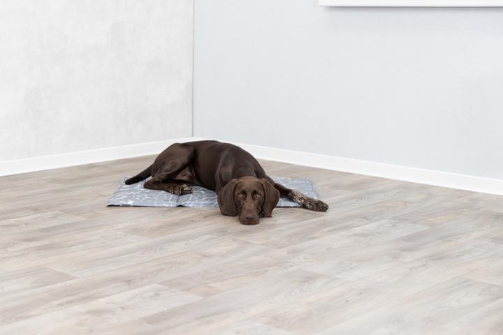 Productafbeelding Trixie Zacht (Hond)