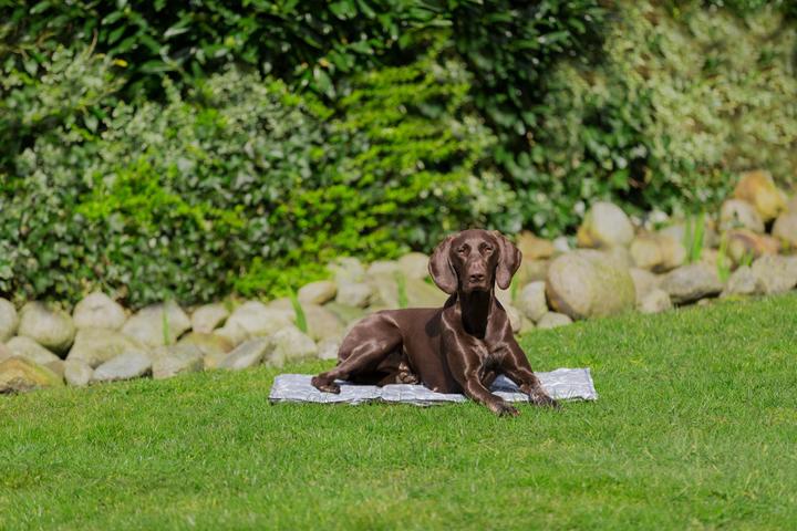 Productafbeelding Trixie Zacht (Hond)