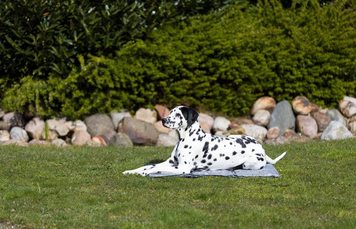 Productafbeelding Trixie Zacht (Hond)