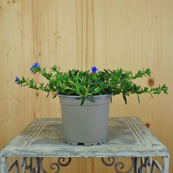 Actual product image Säntispracht Set of 4, Stonecrop - Lithodora diffusa Heavenly Blue (20 cm)
