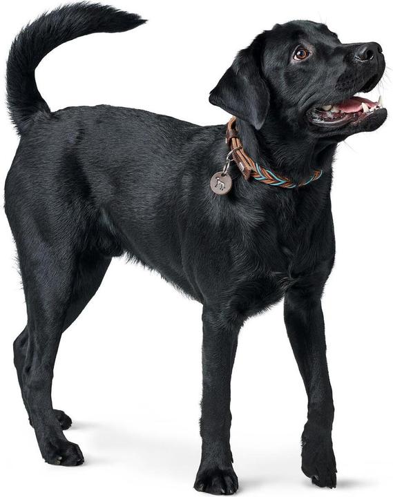 Produktbild Hunter Halsband Solid Education Cord (S, Hund, Allgemein)