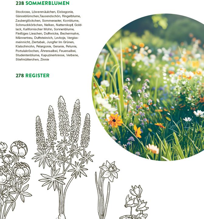 Produktbild Das grosse Buch der Stauden und Sommerblumen (Deutsch, Joachim Mayer, 2025)