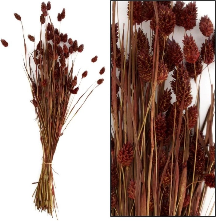 Image du produit Dijk Herbe brillante - Phalaris (Fleurs séchées)