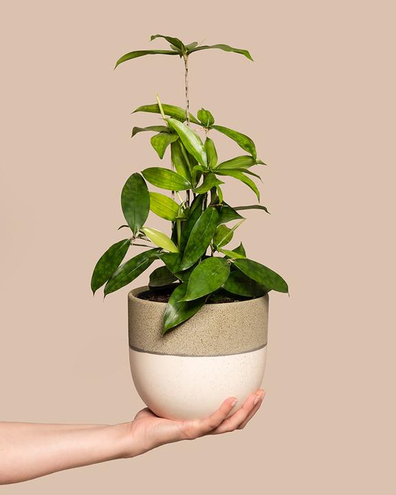 feey Bambus-Drachenbaum (45 cm, Freshly repotted)