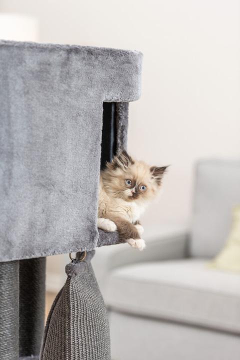 Produktbild Trixie Cat tree Active, grey with climbing ramp, 122 cm (122 cm, Grey)
