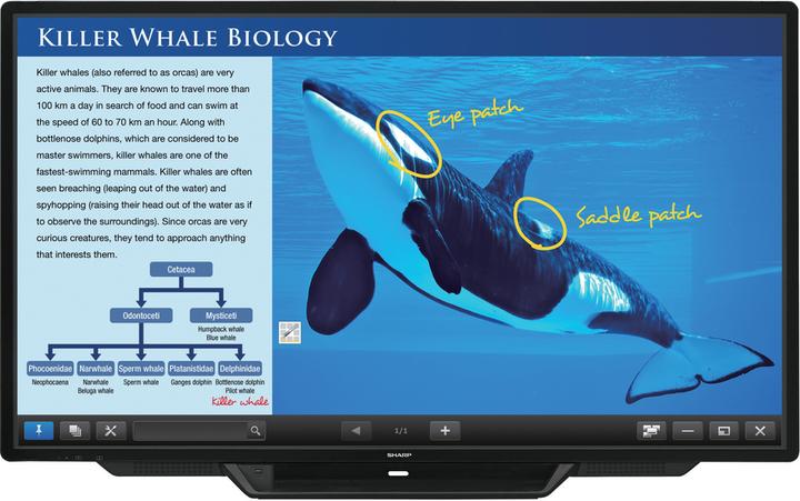 Image du produit Sharp BIG PAD PN-80TC3 - 203.2 cm (80") écran LED de classe diagonale - interactif - avec (1920 x 1080 pixels, 80")