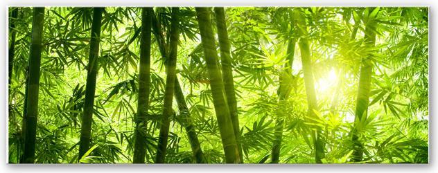 Immagine prodotto Trenddeko Il sole nella foresta di bambù - Panorama (40 x 100 cm)
