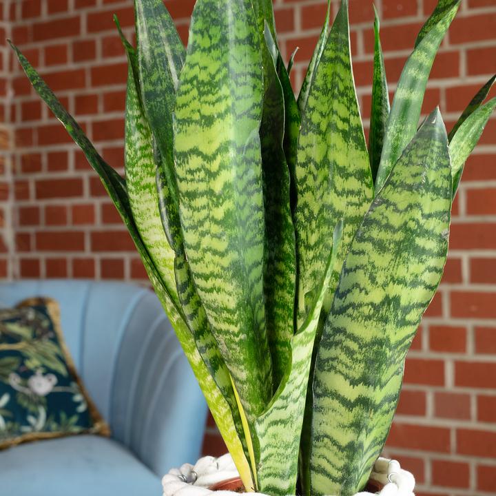 Immagine prodotto Flowerbox Canapa dell'arco - Sansevieria zeylanica (65 cm)