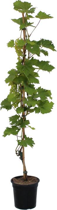 Immagine prodotto Zulauf Vite ibrida / Vitis Arkadia (80 cm)