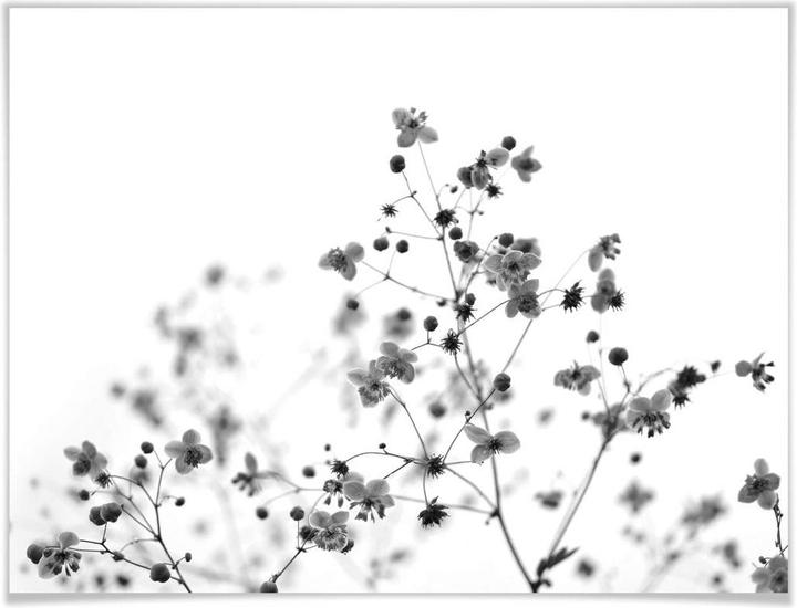 Image du produit Trenddeko Délicates herbes de prairie (40 x 30 cm)