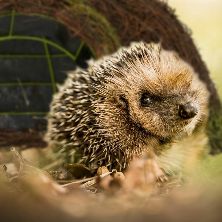 Produktbild Relaxdays Katzenschrank (Katzenklo geschlossen)