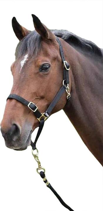 Actual product image Shires Horse halter