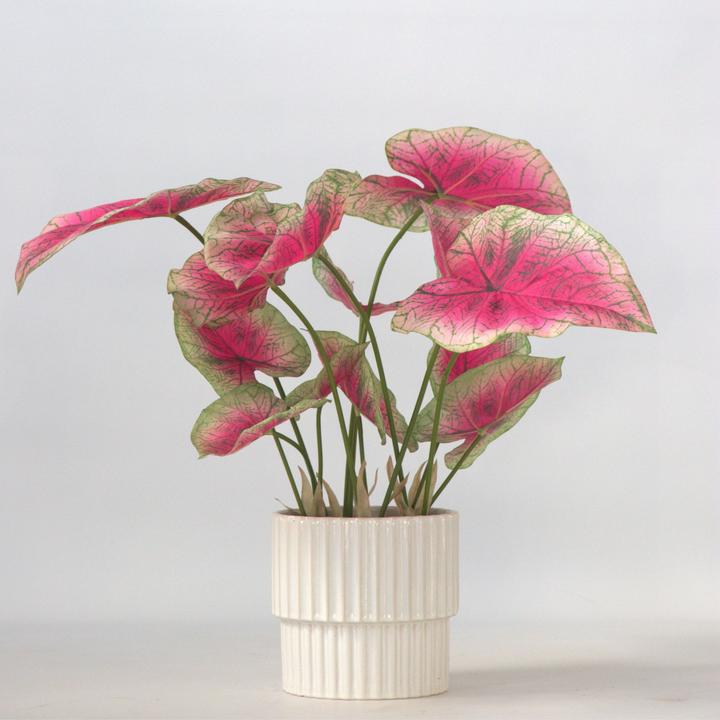 Immagine prodotto Plant in a Box Caladium - (60 cm)