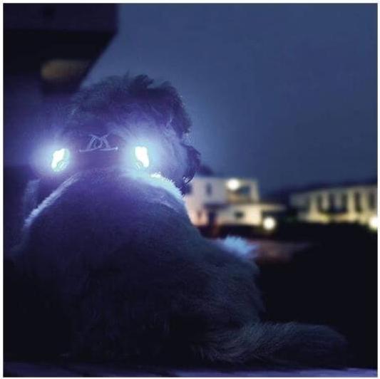 Productafbeelding Curli Luumi LED blauw (Hond, Hondensport)