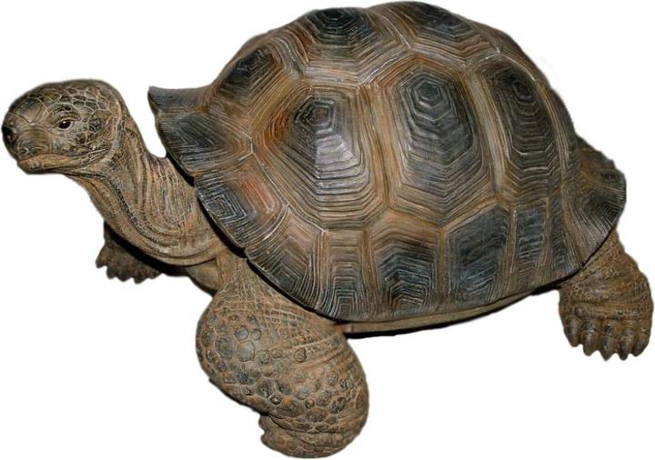 Produktbild PondParts Deko Schildkröte, dunkelgrau, mittel