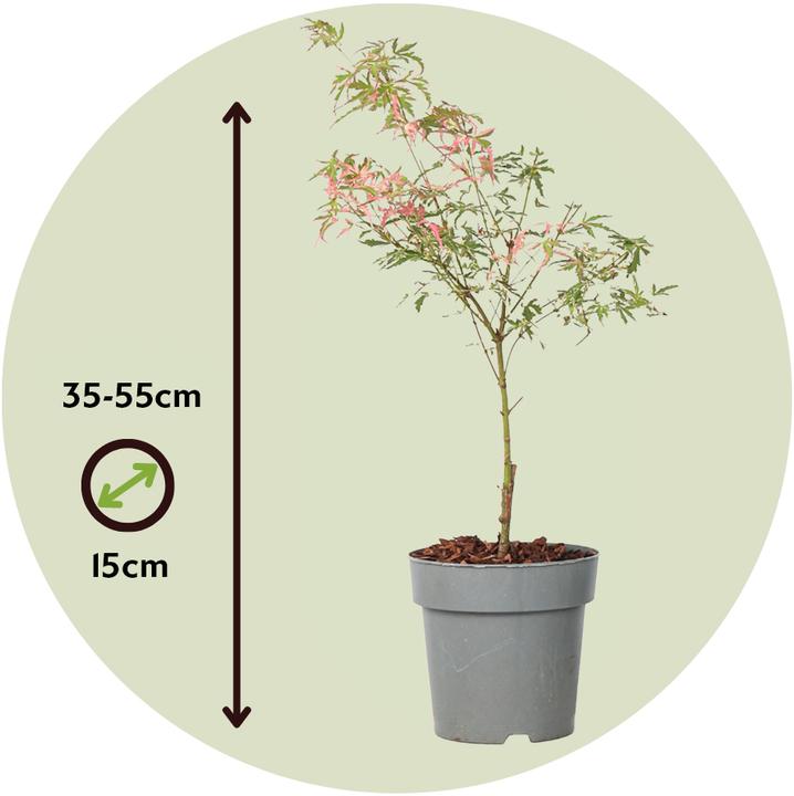 Actual product image Plant in a Box Acer Palmatum 'Taylor' - set of 2 maple trees (35 cm)