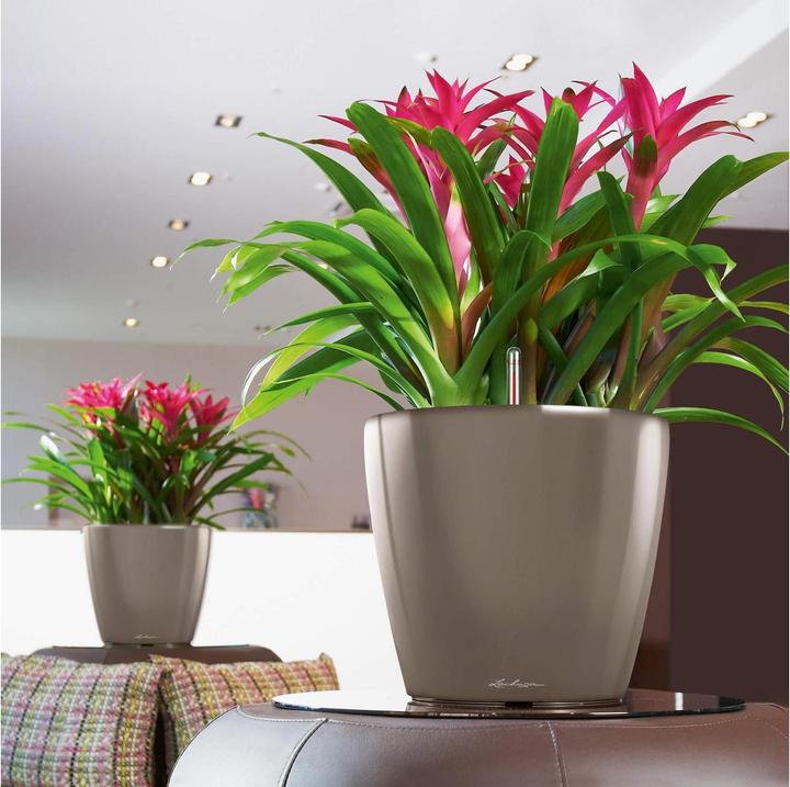 Image du produit Lechuza Classico (36 cm)