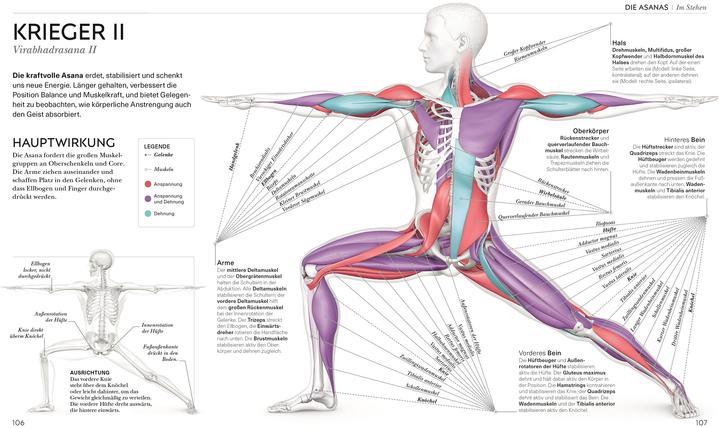 Produktbild Yoga verstehen - Die Anatomie der Yoga-Haltungen (Deutsch, Ann Swanson, 2024)