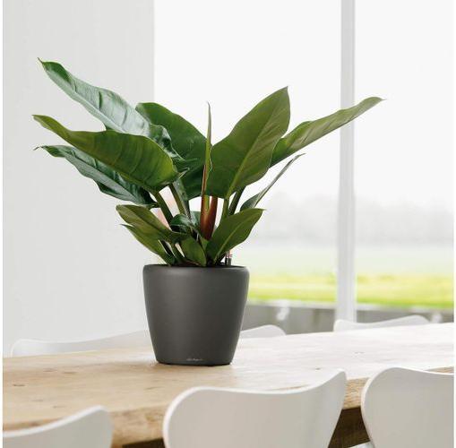 Produktbild Lechuza Classico (22 cm)