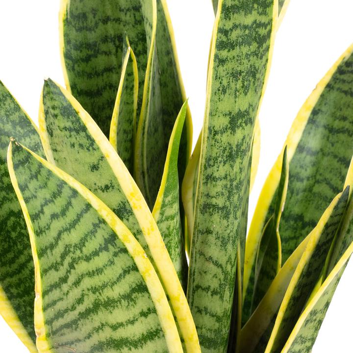 Actual product image Flowerbox Curved hemp - Sansevieria trifasciata Laurentii (35 cm)