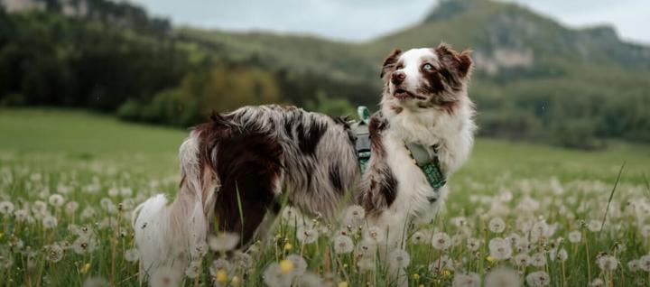Produktbild Tractive DOG XL GPS Tracker für Hunde (Hund, Allgemein)