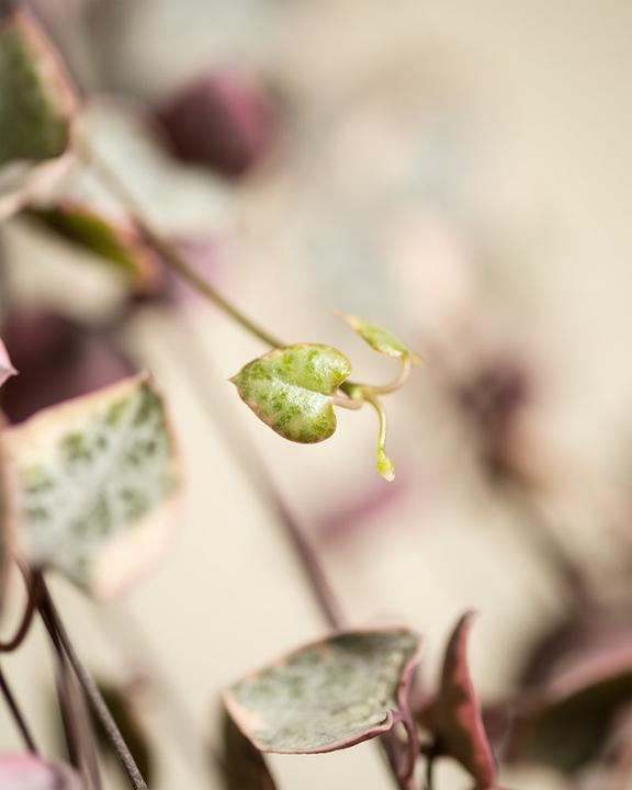 Immagine prodotto feey Leuchterpflanze pink (60 cm, Appena rinvasata)